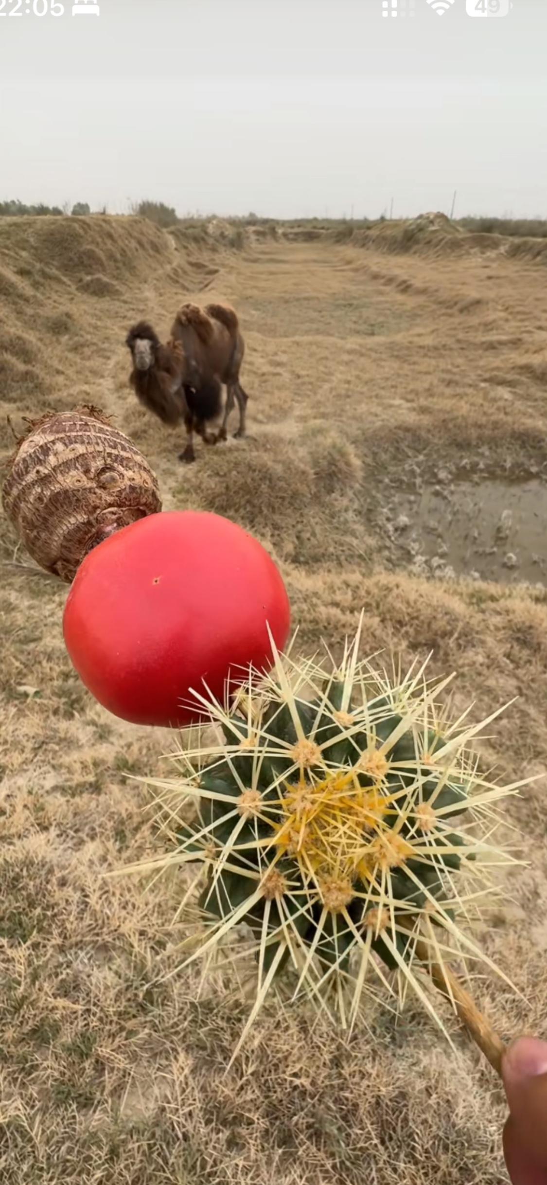 我奇怪这骆驼🐫是怎么吃下去仙人球的？骆驼嘴嘴是铁皮钢板的吗？