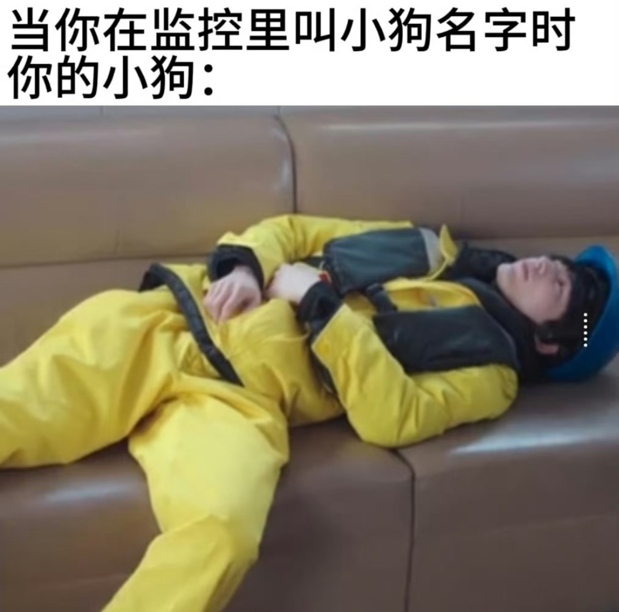 伟大的小狗塑夏天我下班回家就张凌赫这样张凌赫幼年形态已经很完美了