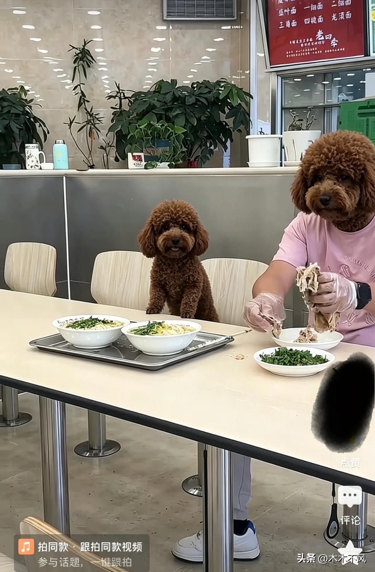 现在国内最可怕的不就是人把狗当儿子养，而是把狗当儿子养的人觉得其他人也要人他们的