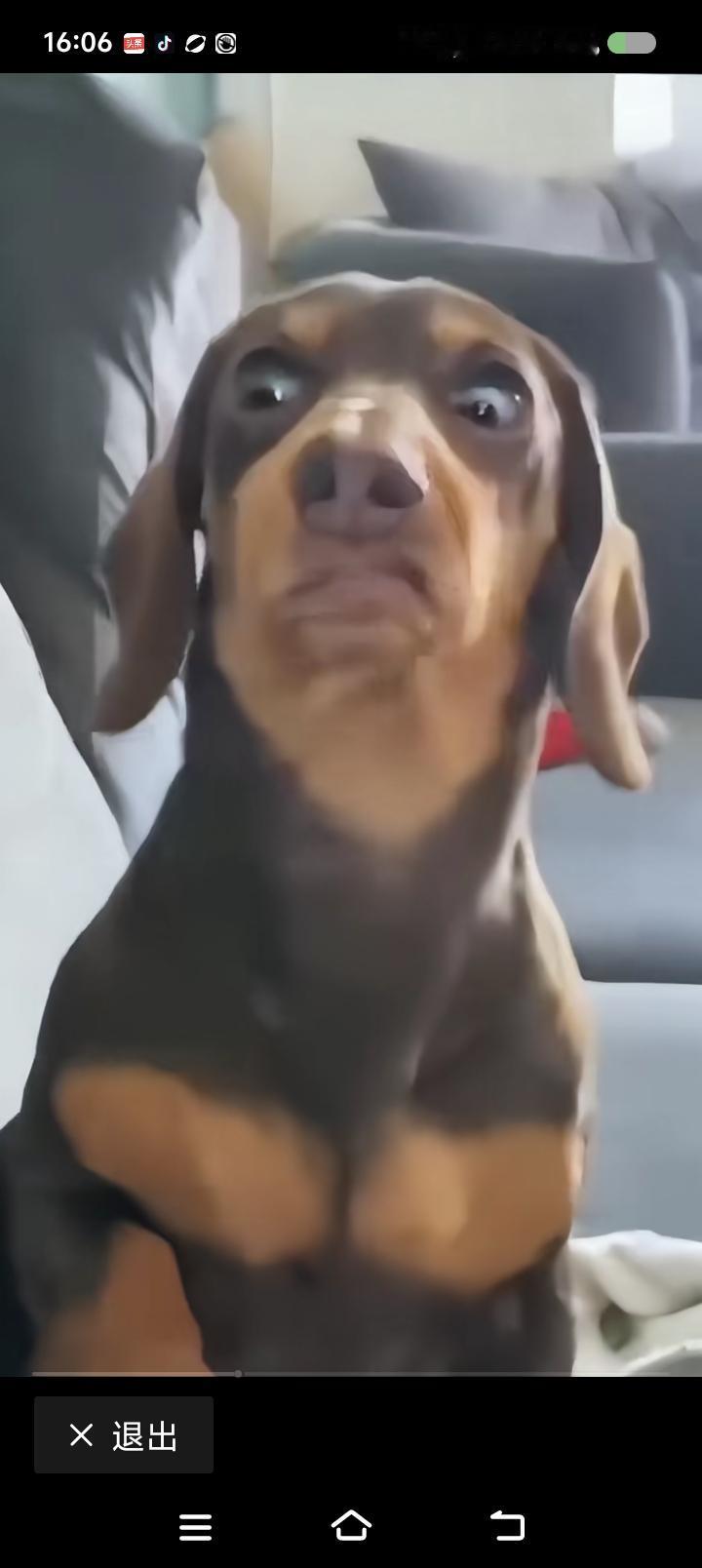 法海大师何在？——
网上视频：一小孩奏乐器，把狗看呆了。



点评：
“你们确