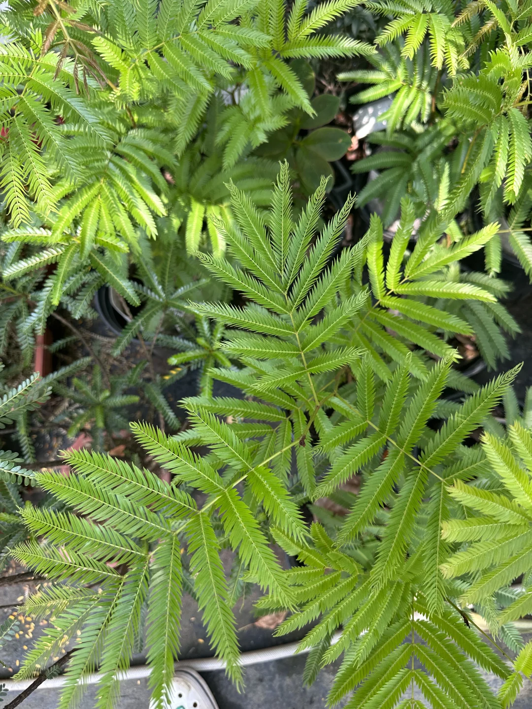 密叶猴耳环
