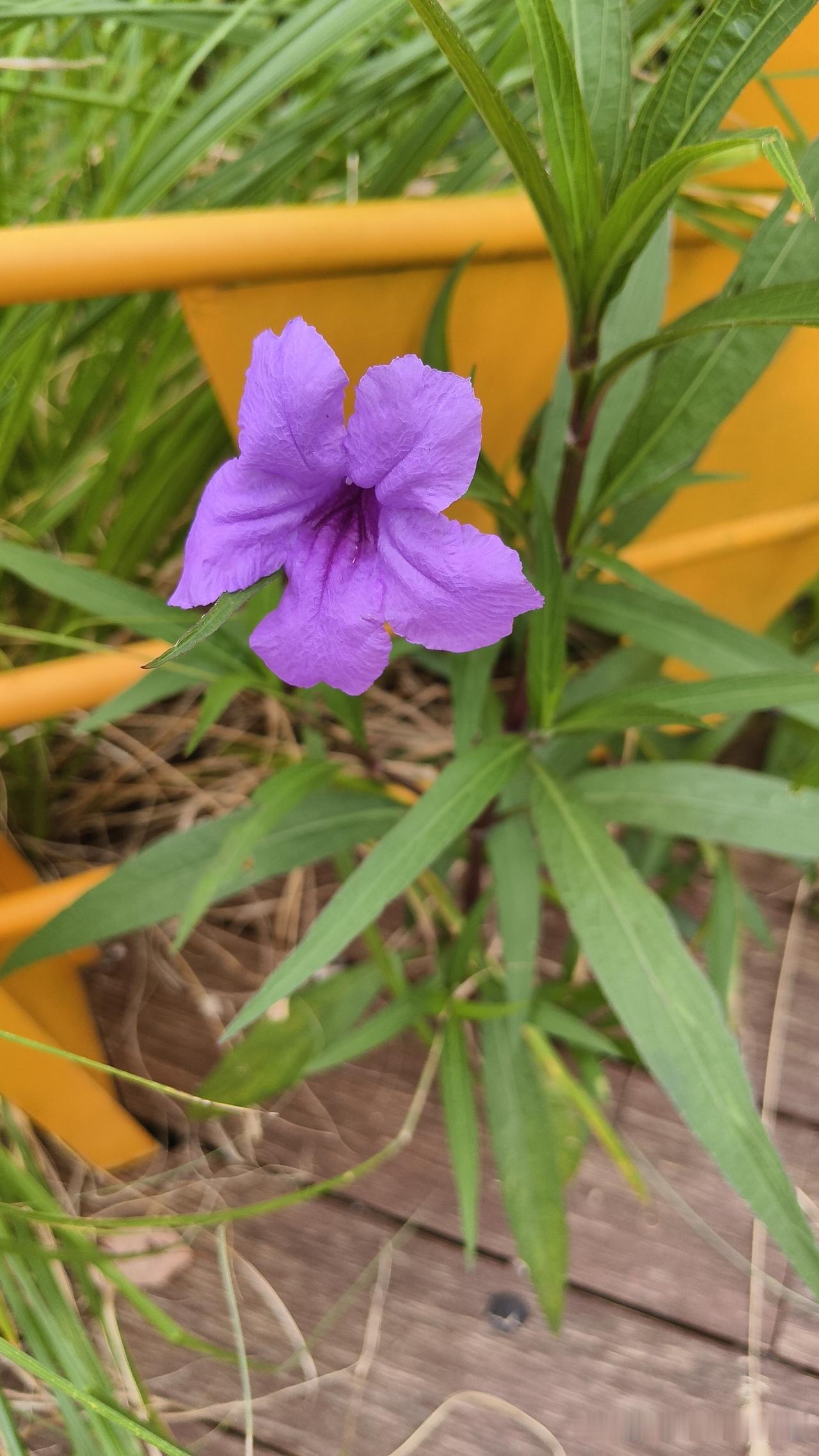 夏日生活打卡季开在河边的紫色小花，您知道这叫什么花吗？