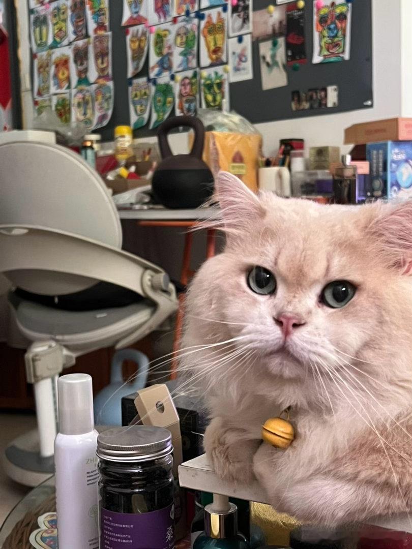 摄影人  俺家的毛孩子，王十一的小模样。猫咪王鹭佳
