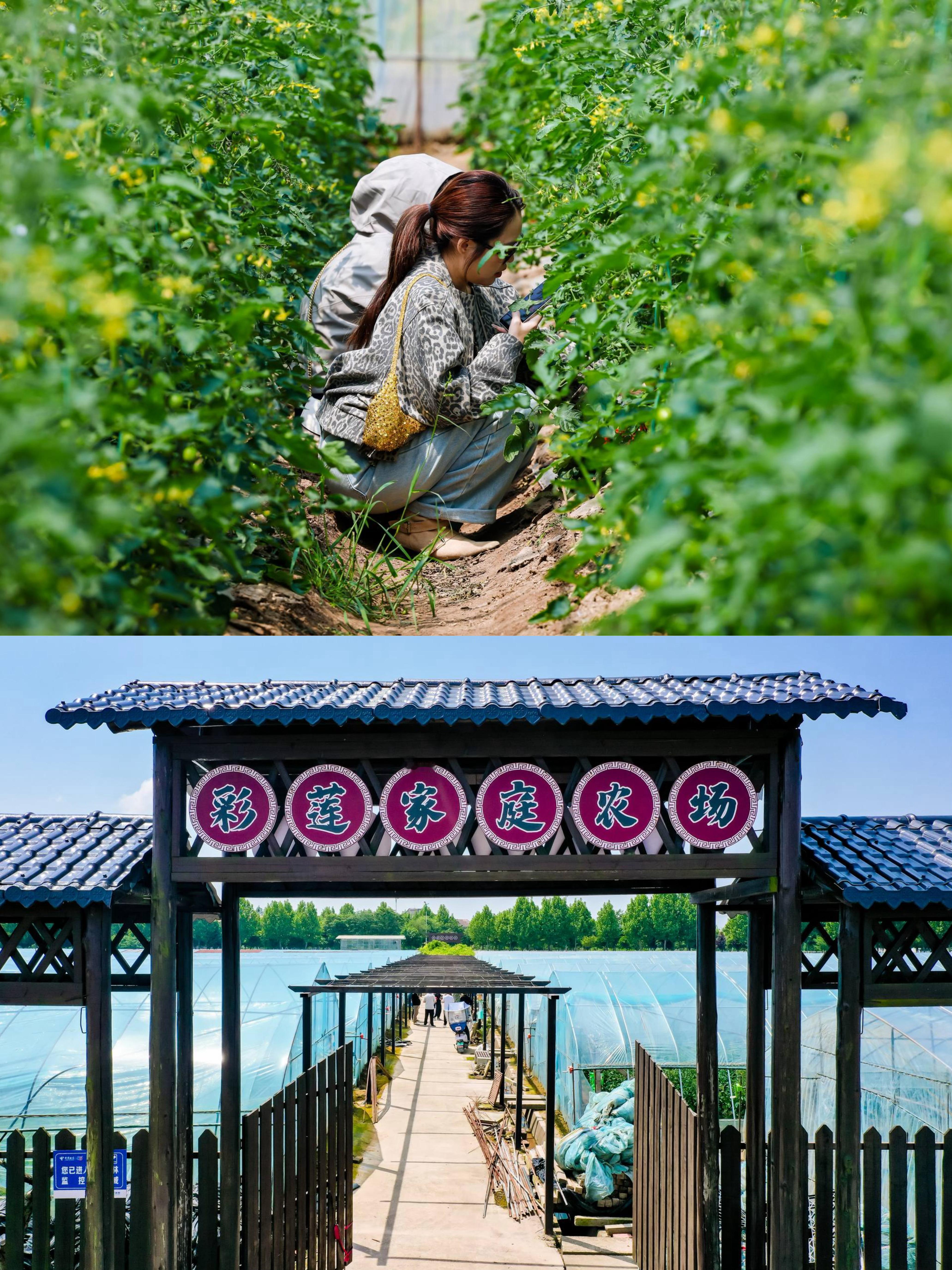 洪湖松弛亲子游｜6大宝藏地，躺平式遛娃，慢享水乡野趣✅金湾✅乌林镇曹操湾农庄｜采