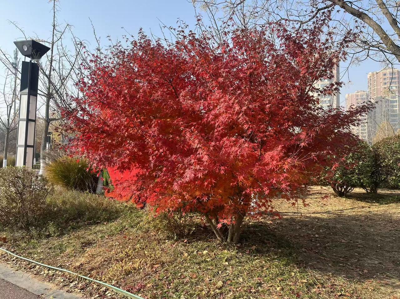 如火如荼，似🔥一般炽热