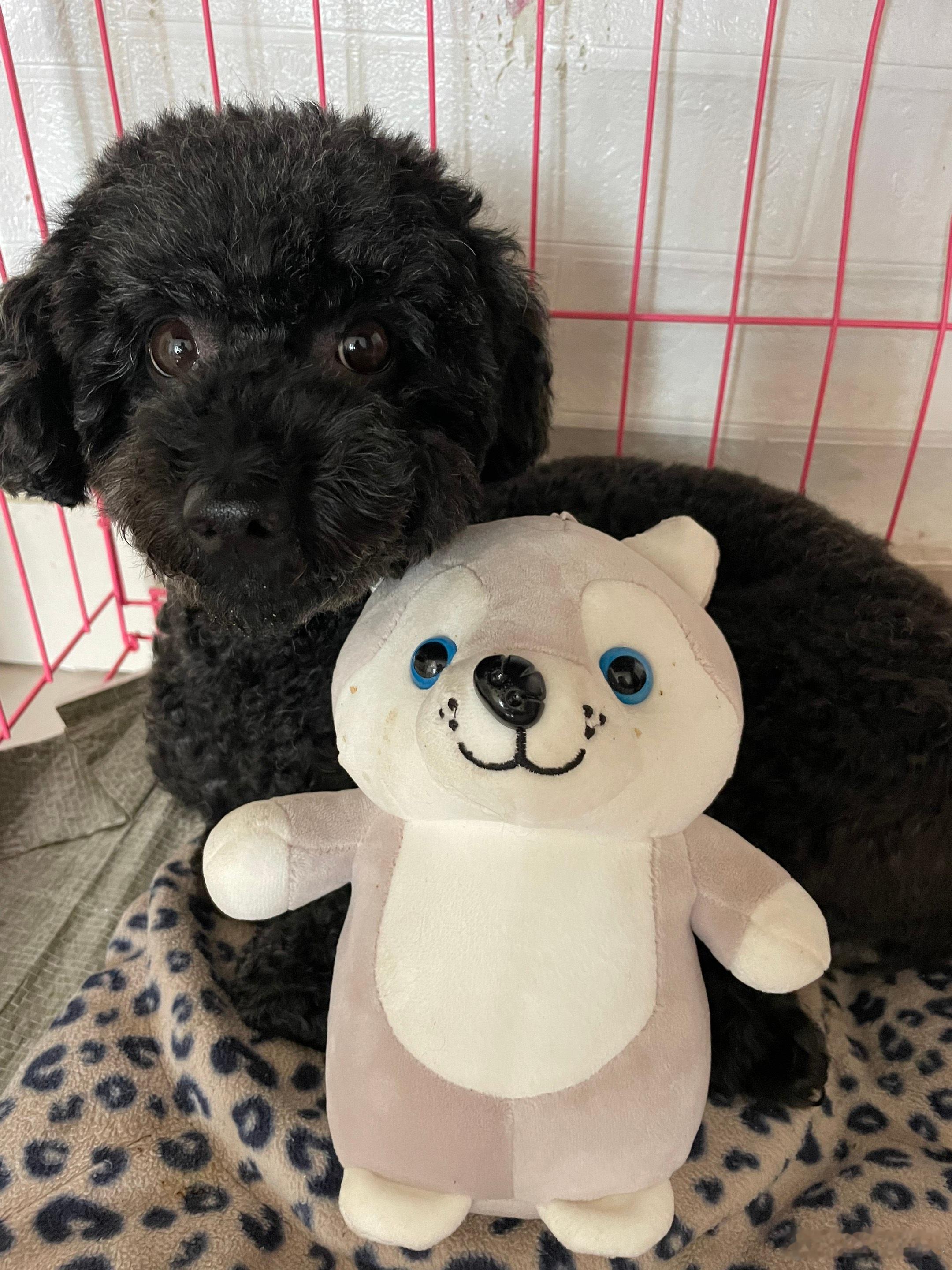 一想到溜溜还是蛮愧疚尤其是最后走的前几天的场景像电影一样播放多么懂事的你每次回家