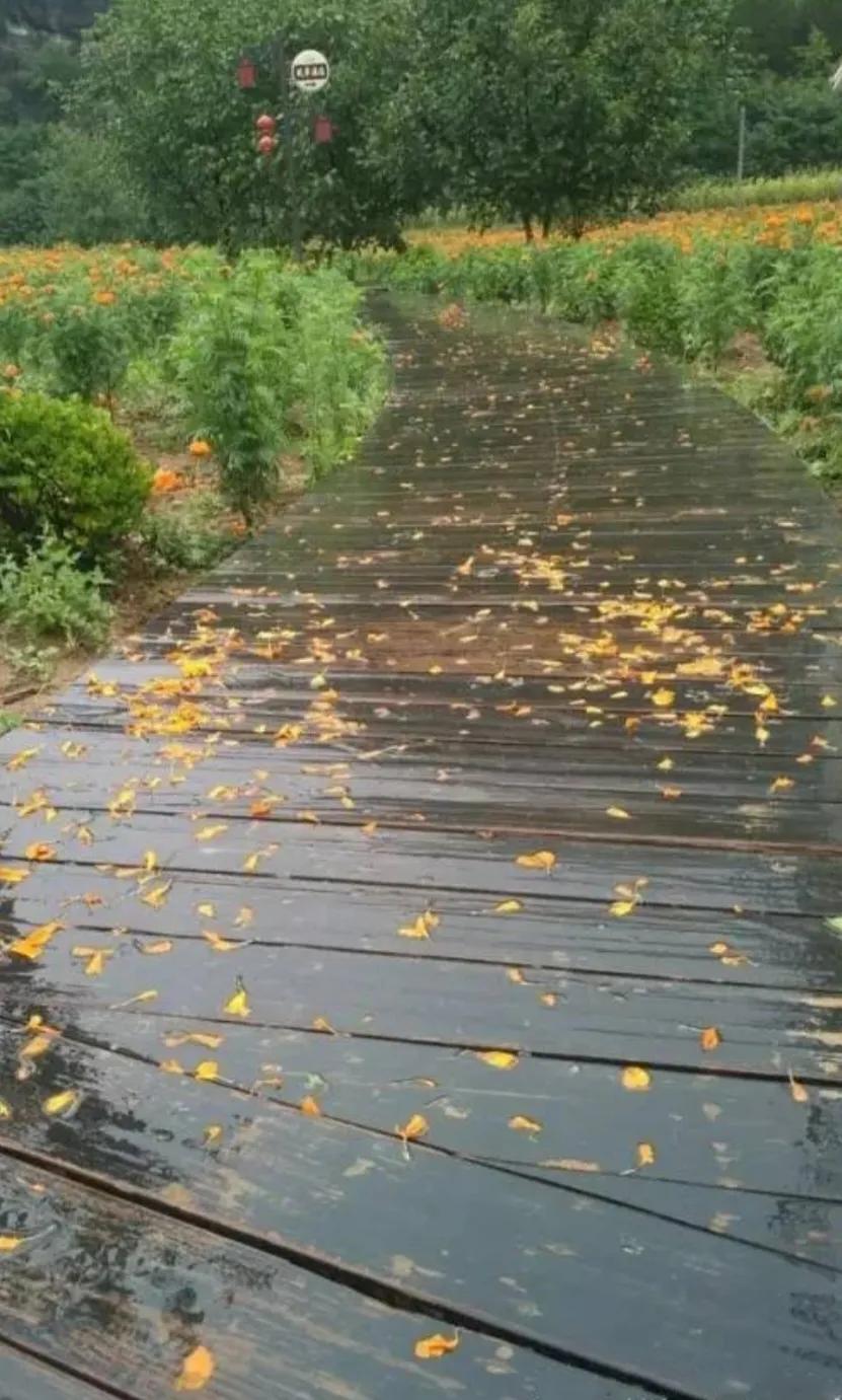 △雨落爽浅秋△
小雨潇潇暑气休，
田野绿草芽猛抽。
树林随风黄蝶飞，
雷电驾云清