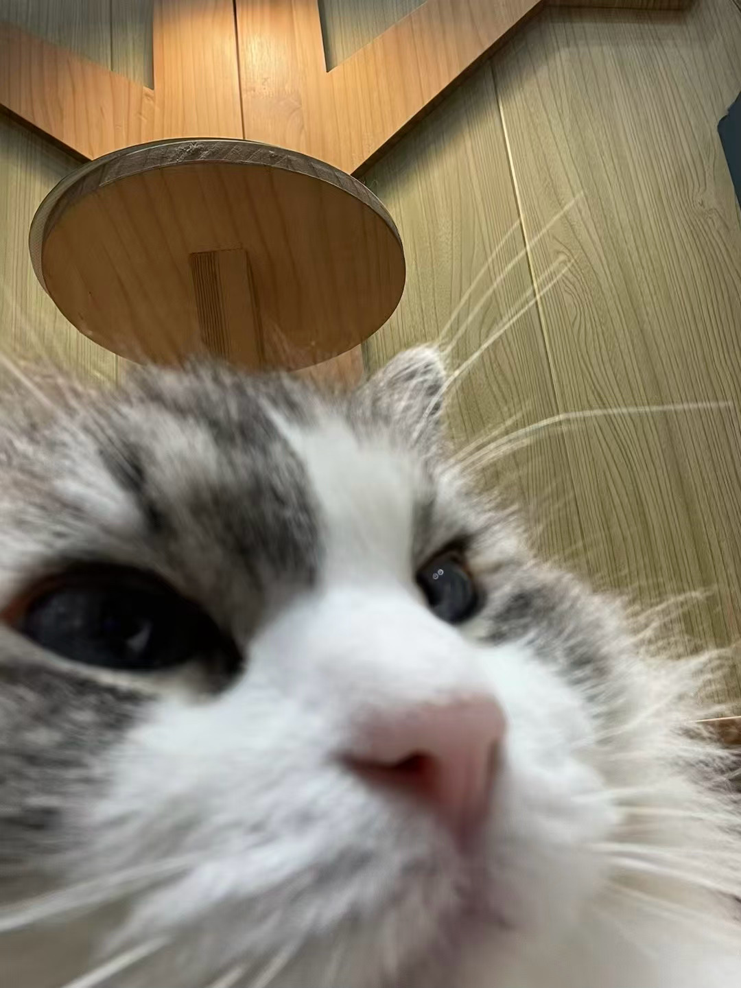 来看看小猫咪吧