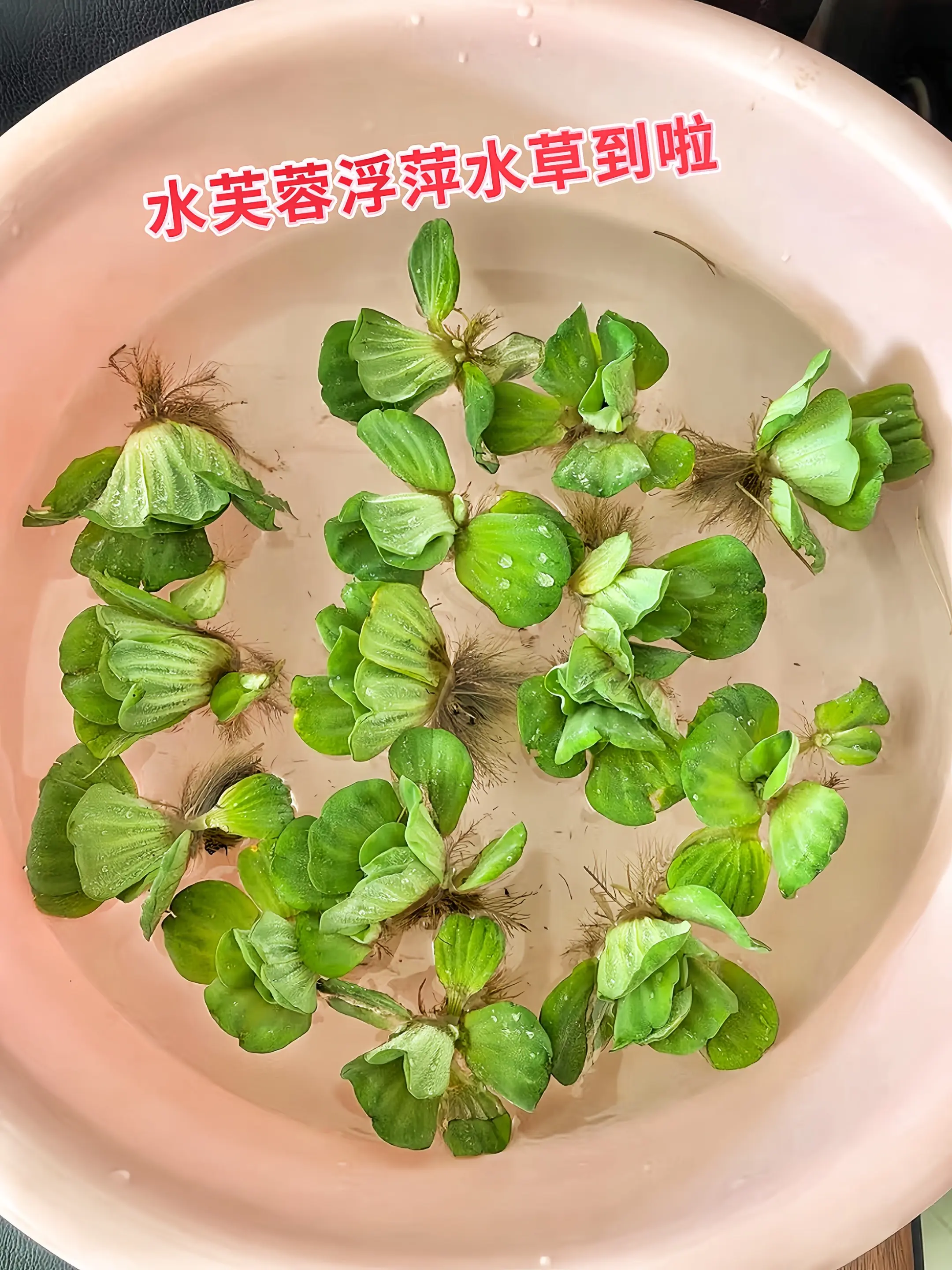 水芙蓉水草自带“空气净化术”，在水中持续释放氧气，让水族箱化身清新小森...