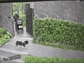 爱狗人士看完都沉默了，竟然有这种人。

一名女士，一手牵着心爱的小狗，另一手推着