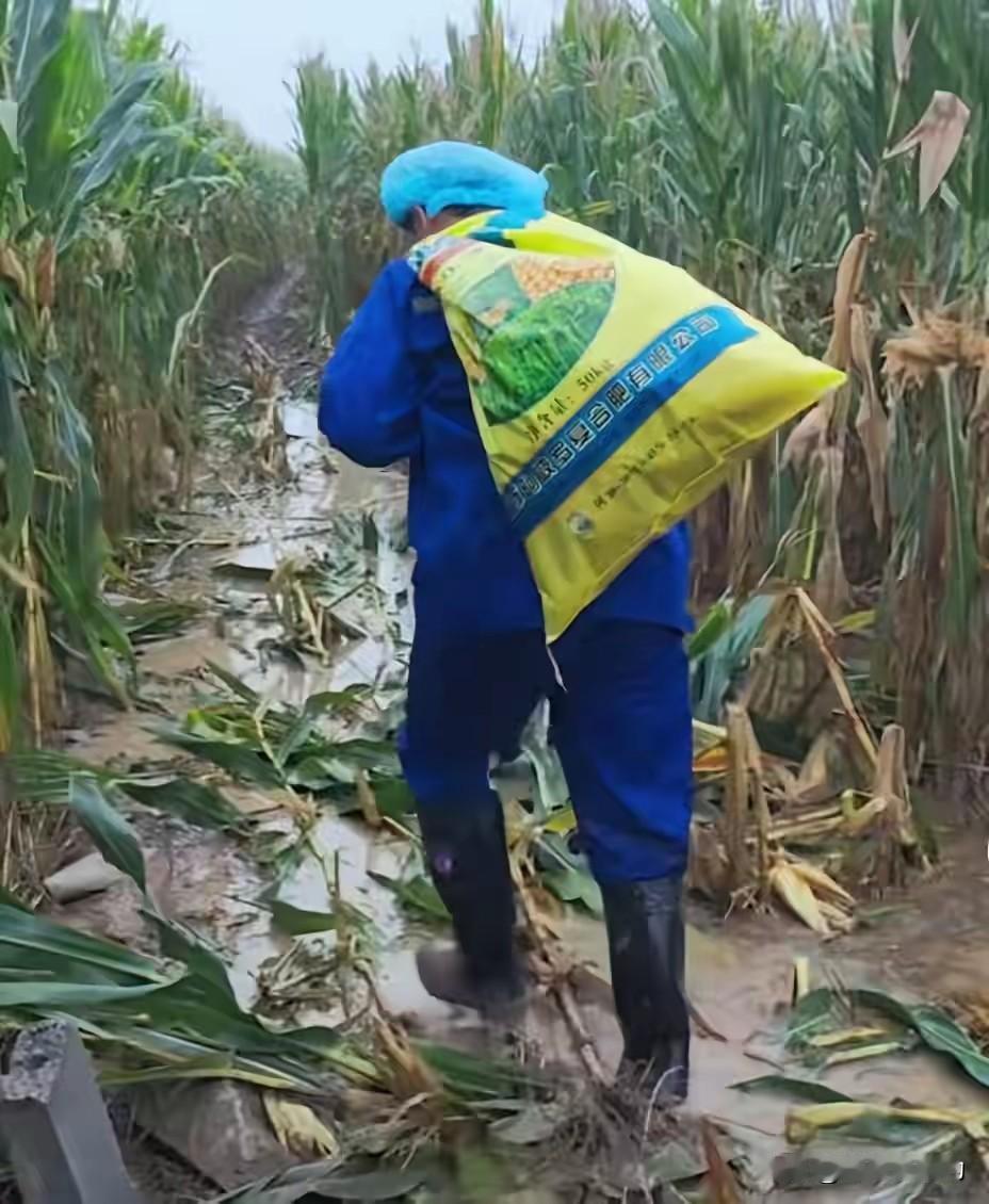 【快板】
风雨里的庄稼郎
赵权力
竹板打起响声亮，
听我给咱讲端详，
风雨里头谁