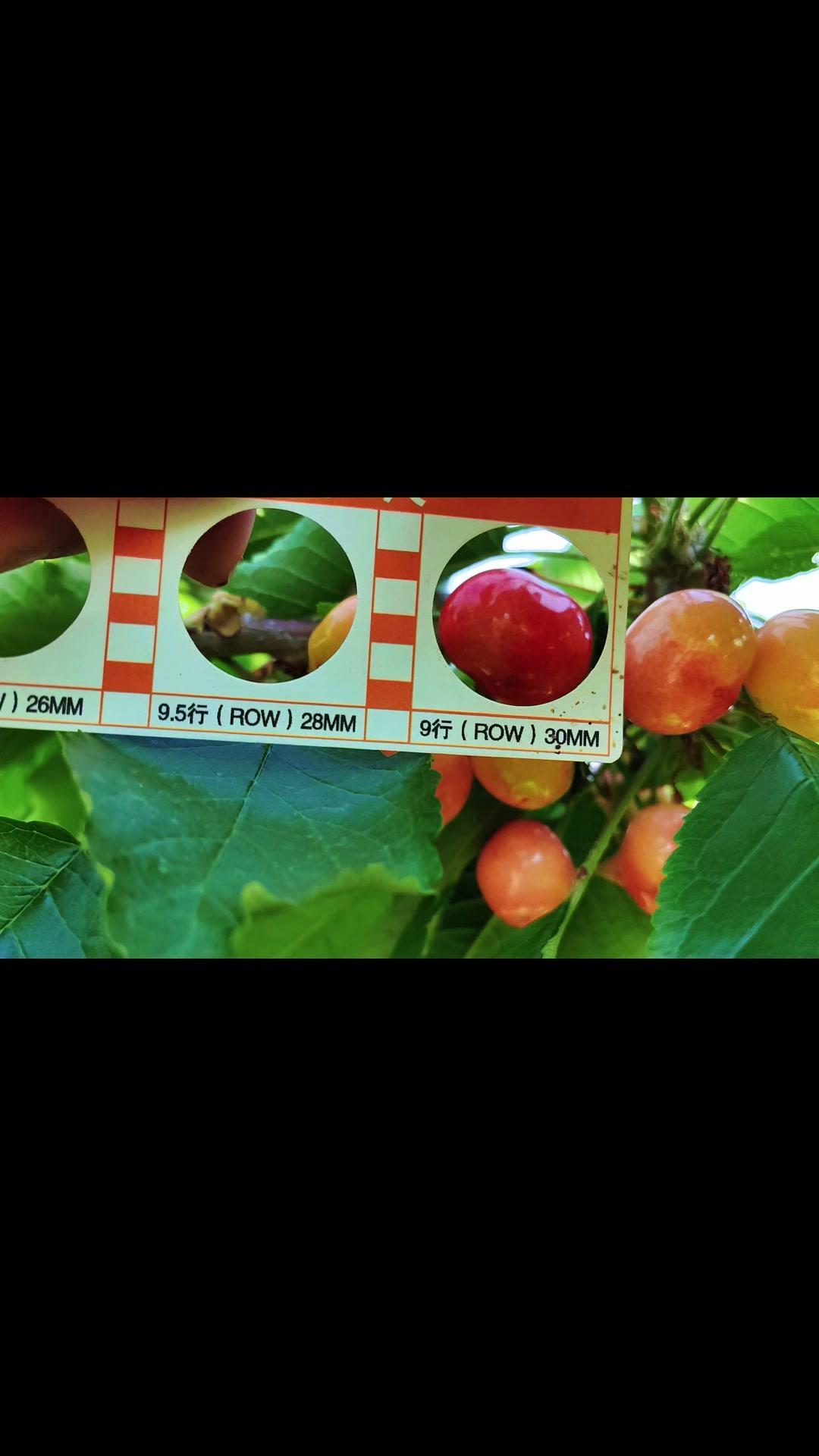 🍒樱桃季真的太美好！果园现摘的樱桃红得透亮，咬下去爆汁的瞬间，连空气都是甜的～