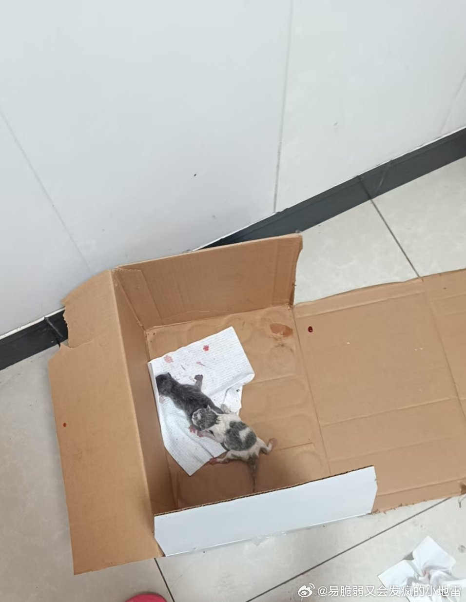 一共才生两只两只都没了这太不对劲了大猫也不愿意喂奶给小猫喝求助…… 