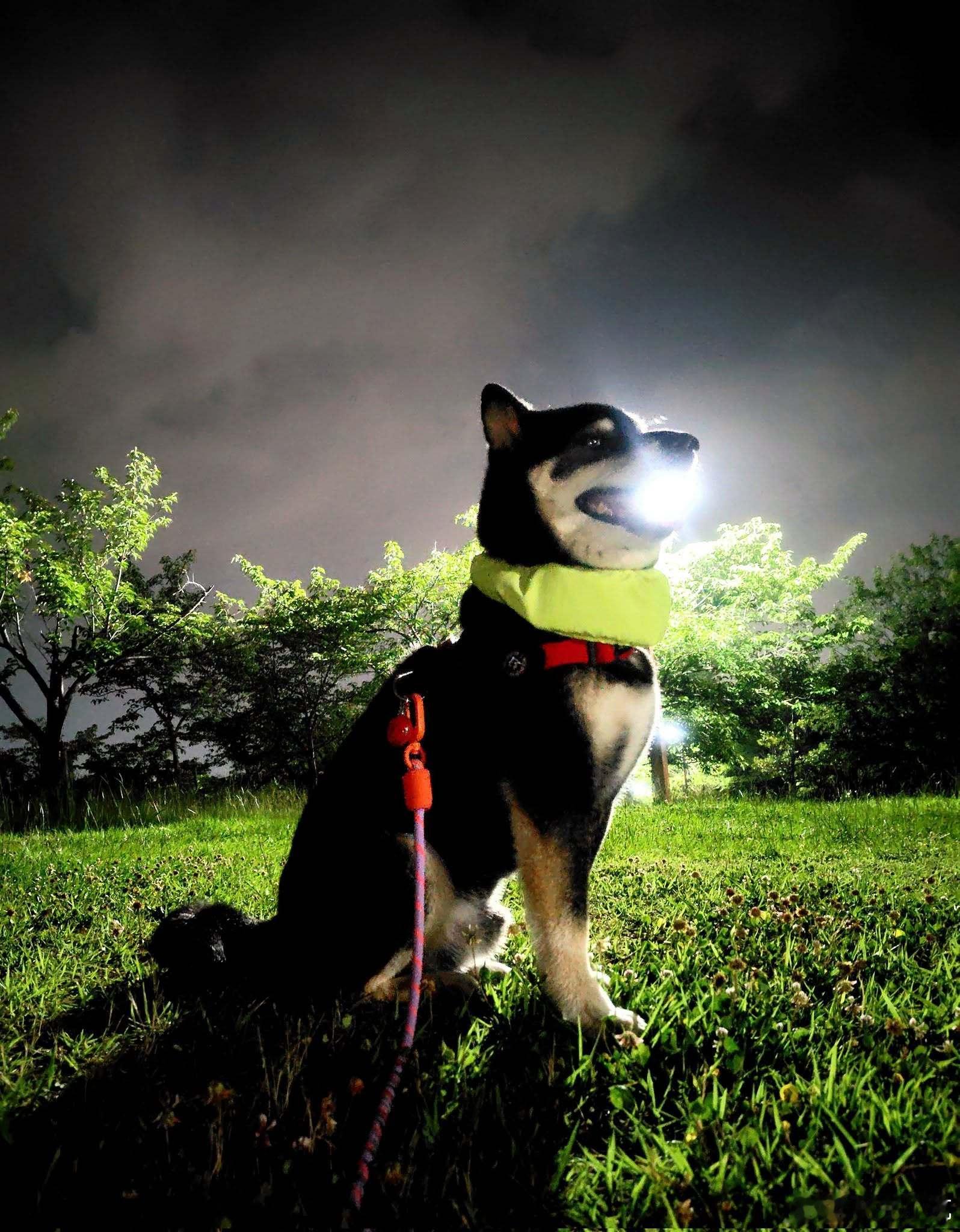 【 柴柴破坏光线～ 】 