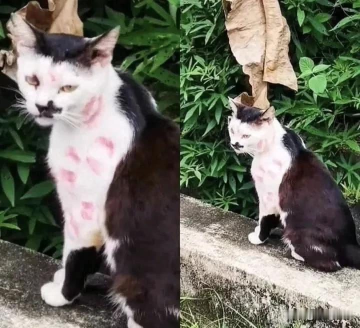 这只猫不知经历了什么，一身的“伤痕”，让人看了好心疼！[流泪]