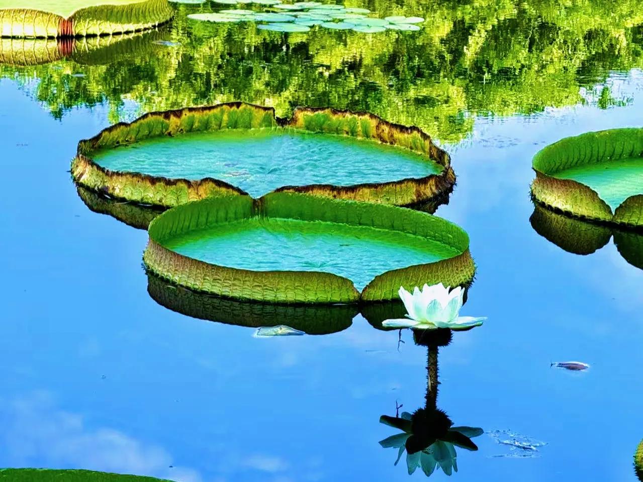 公园美丽景随拍