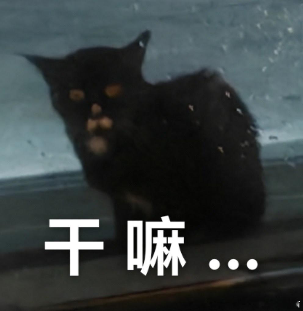 49839【几把🐱】不可言状之物 
