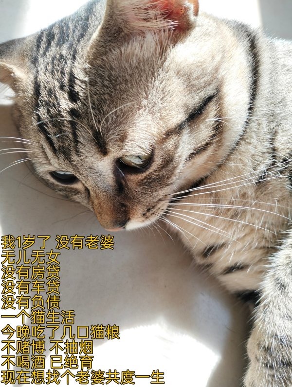 15795只狸李华说再给他p图就用爪子呼我 