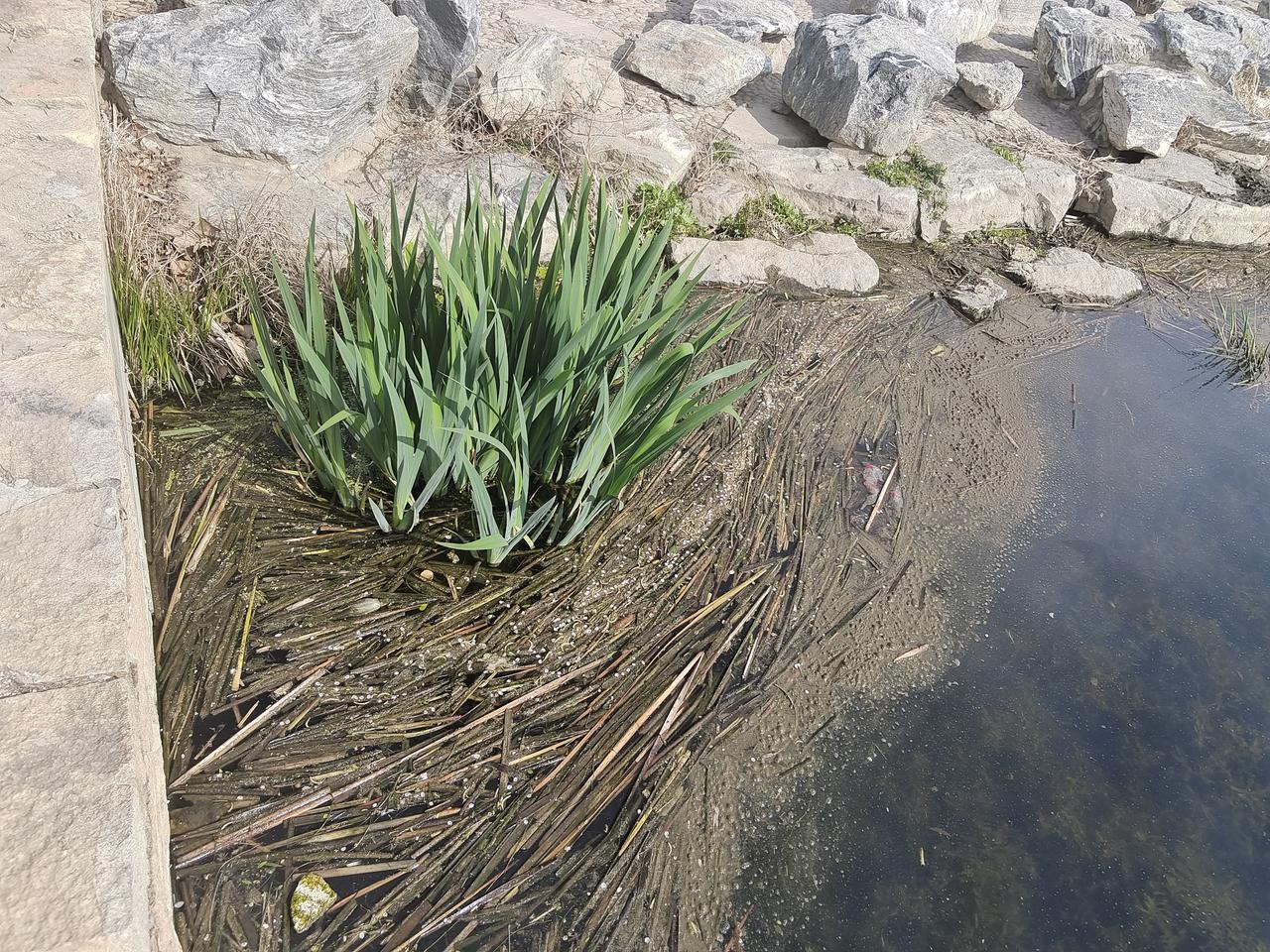 分享一组野花（中药材）