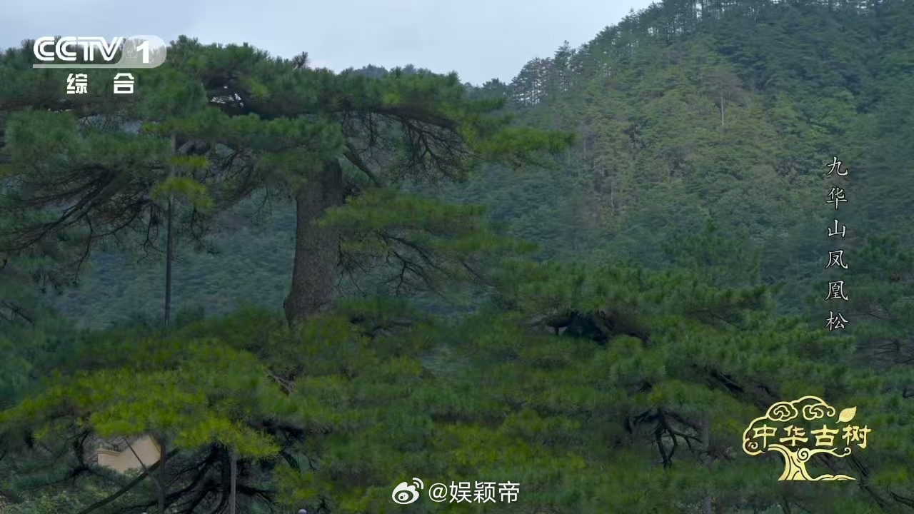 风一吹千年古松秒变展翅凤凰约1400岁古松树像一只大凤凰 三股枝干，一股做头，一