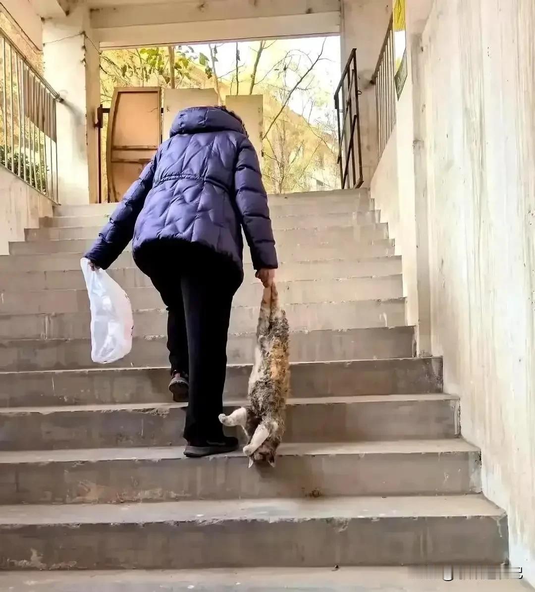 老太太用八十厘米的木棍将楼梯口的流浪猫打死，视频曝光后引发全网热议！

苏州一老