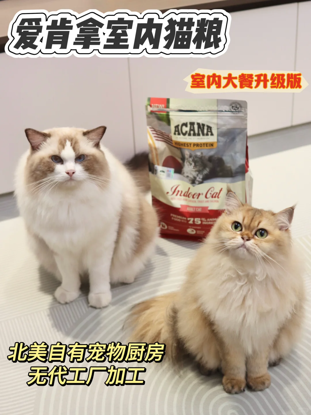 猫咪无痛减肥攻略揭秘，它还是太全面了点！