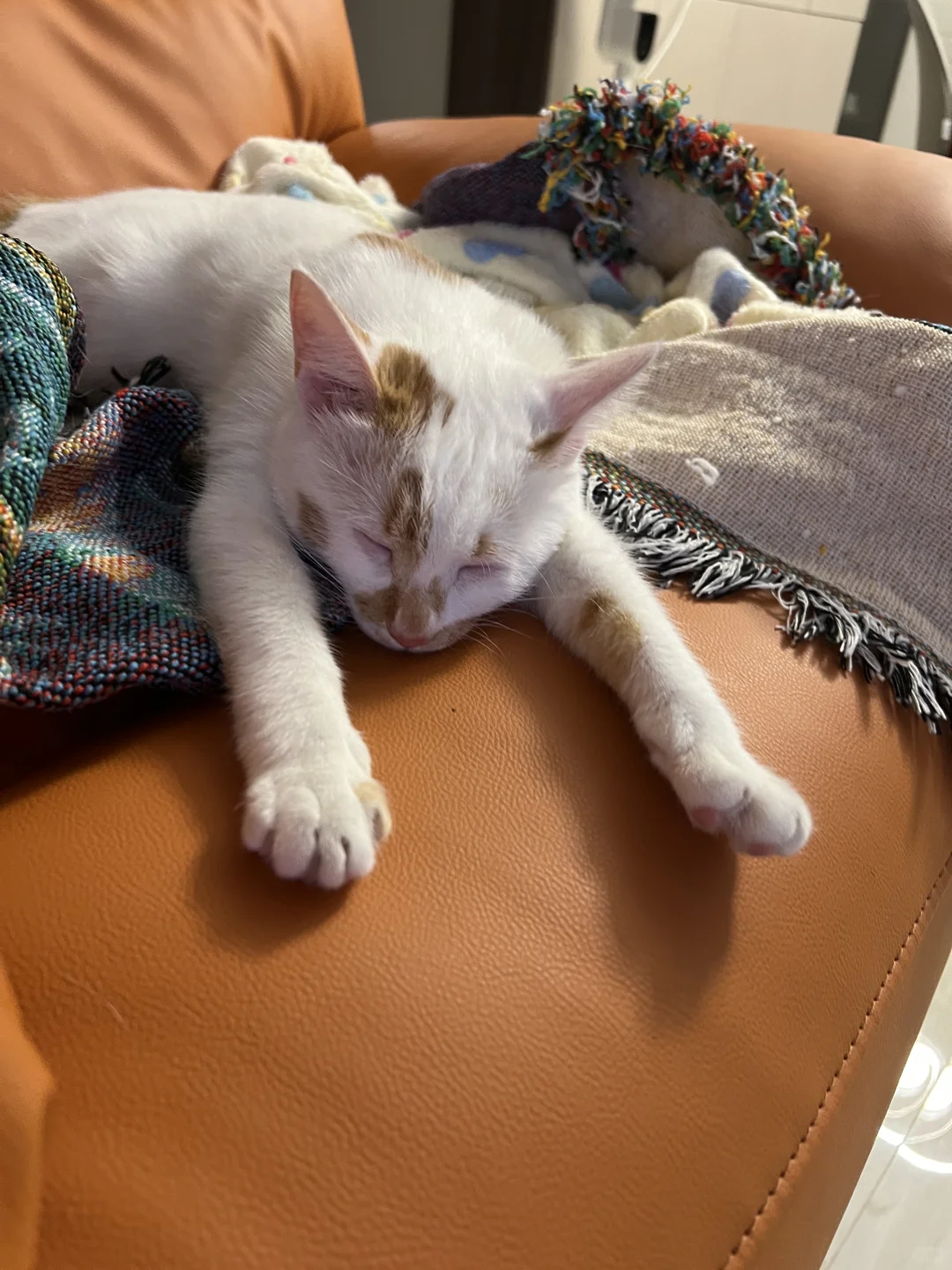 🐱：累趴了