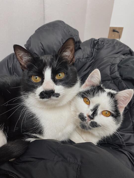 你见过会拼图的猫吗？