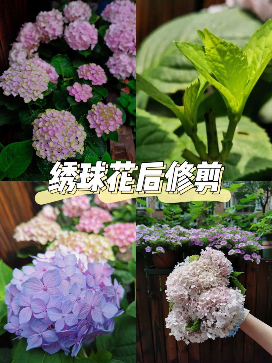 【我的秘密花园】绣球花后修剪及养护