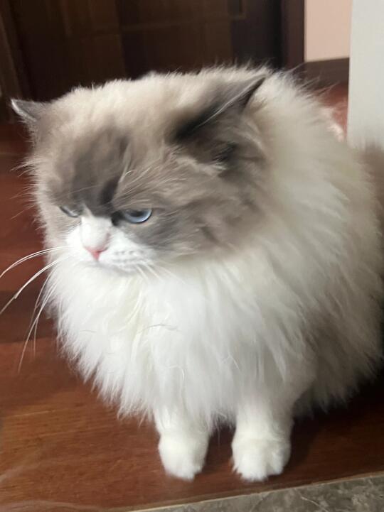 有些宠博很难评