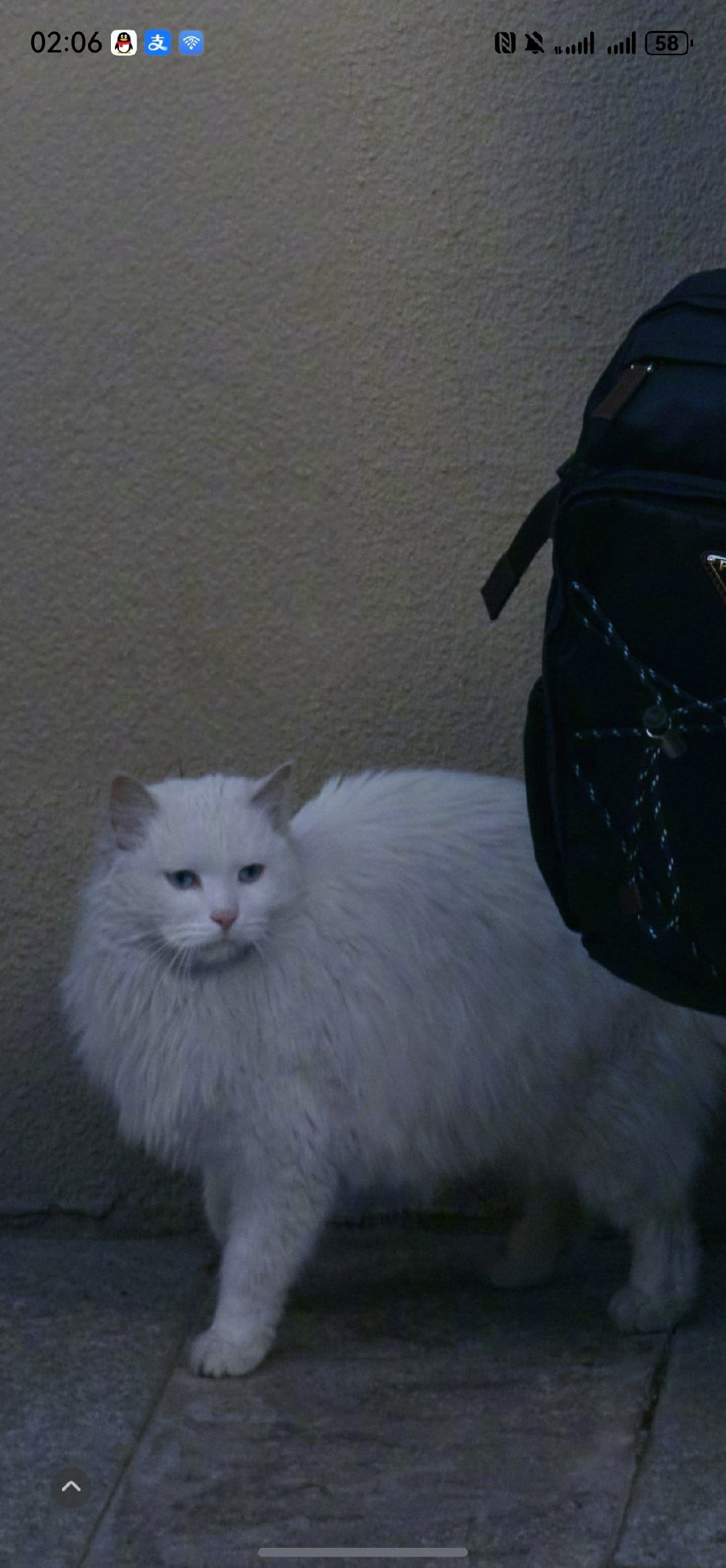 急需看到马龙和这只小咪子的花絮 