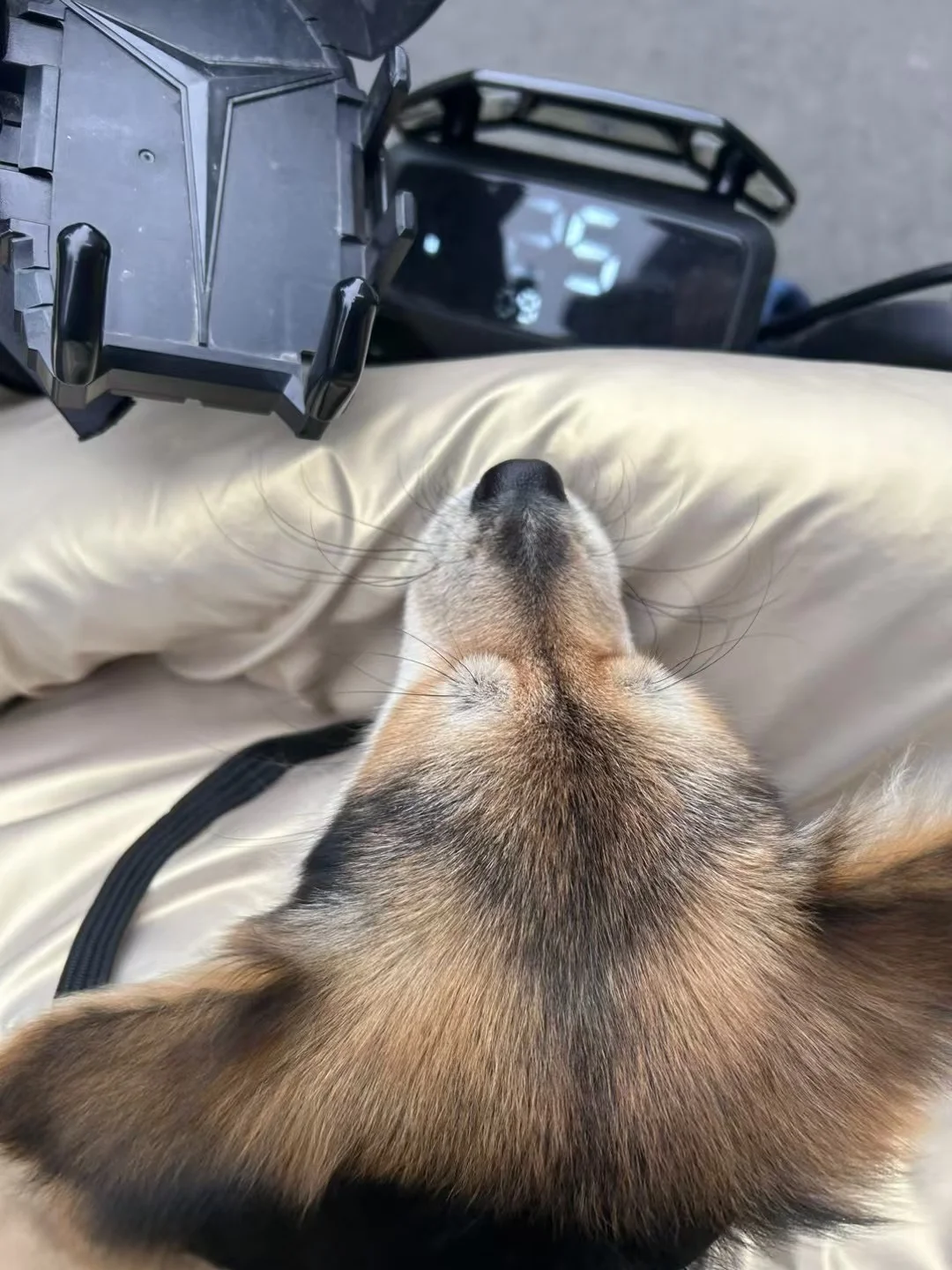 狐狸狗跟女友去上班了（女友是被迫的）