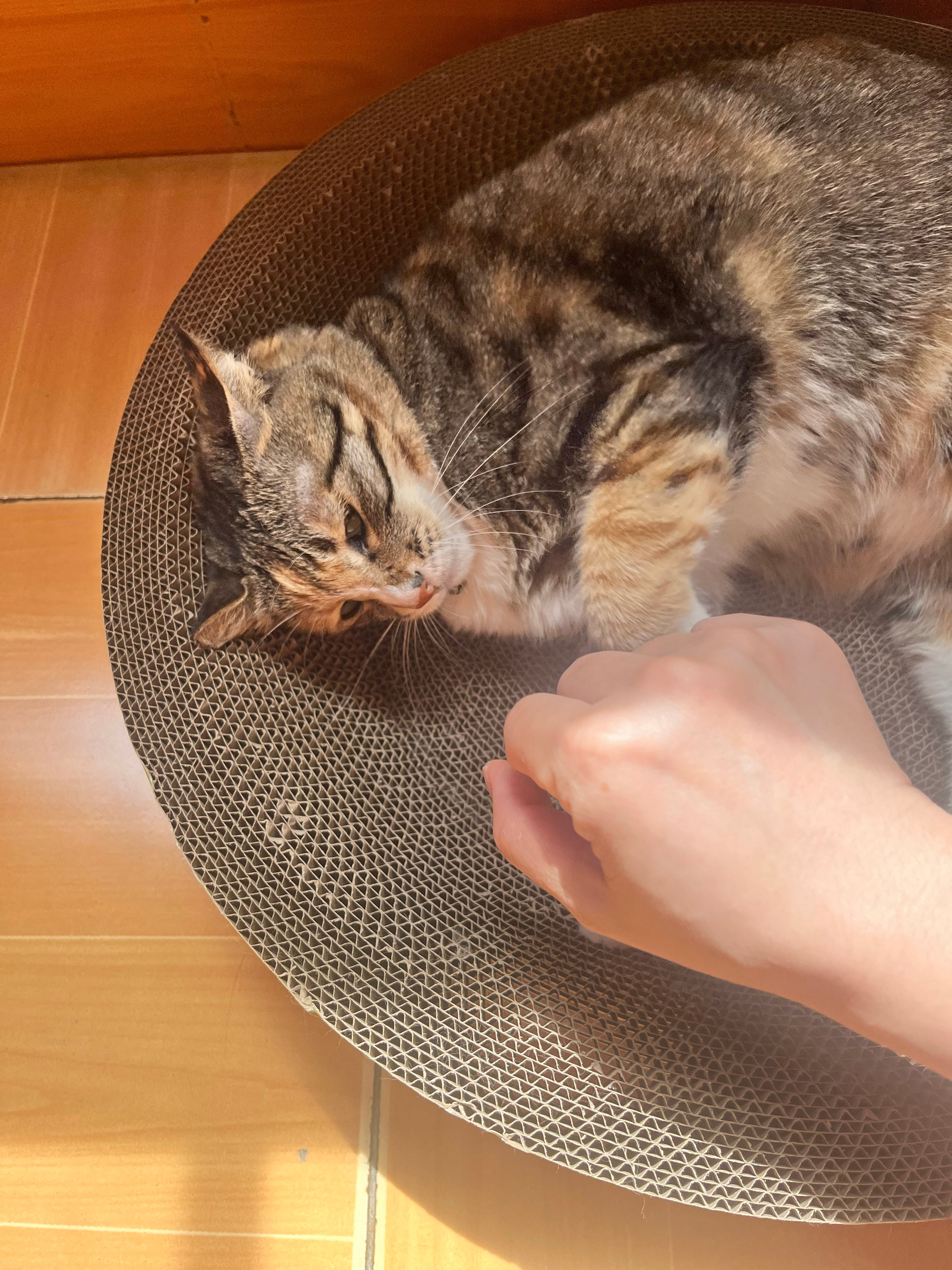 垃圾猫元祖 