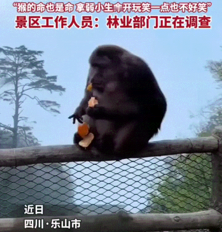 过分了，一男子去峨眉山游玩时，见一只藏酋猴在悬崖边上安静进食时，竟悄悄绕其身后，