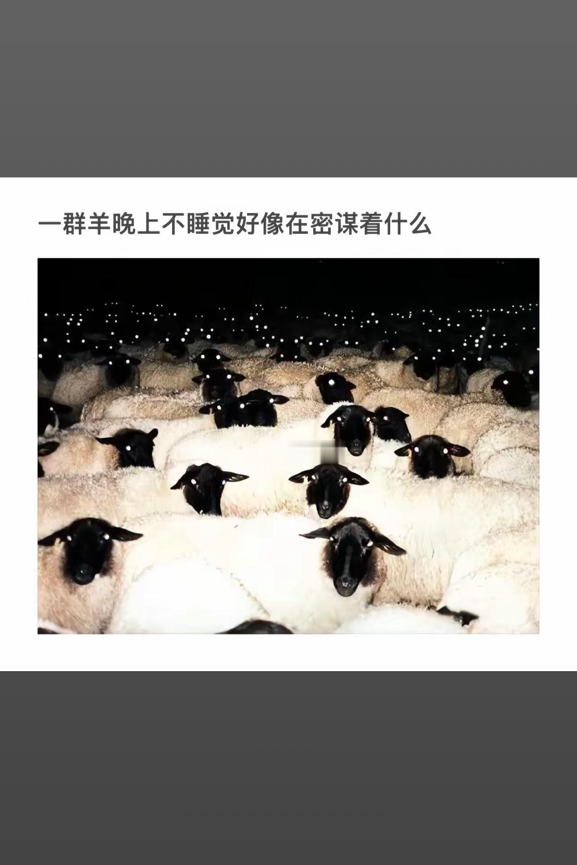 “羊羊们晚上不睡觉，像是在密谋什么大事！”🐑🌃🐑