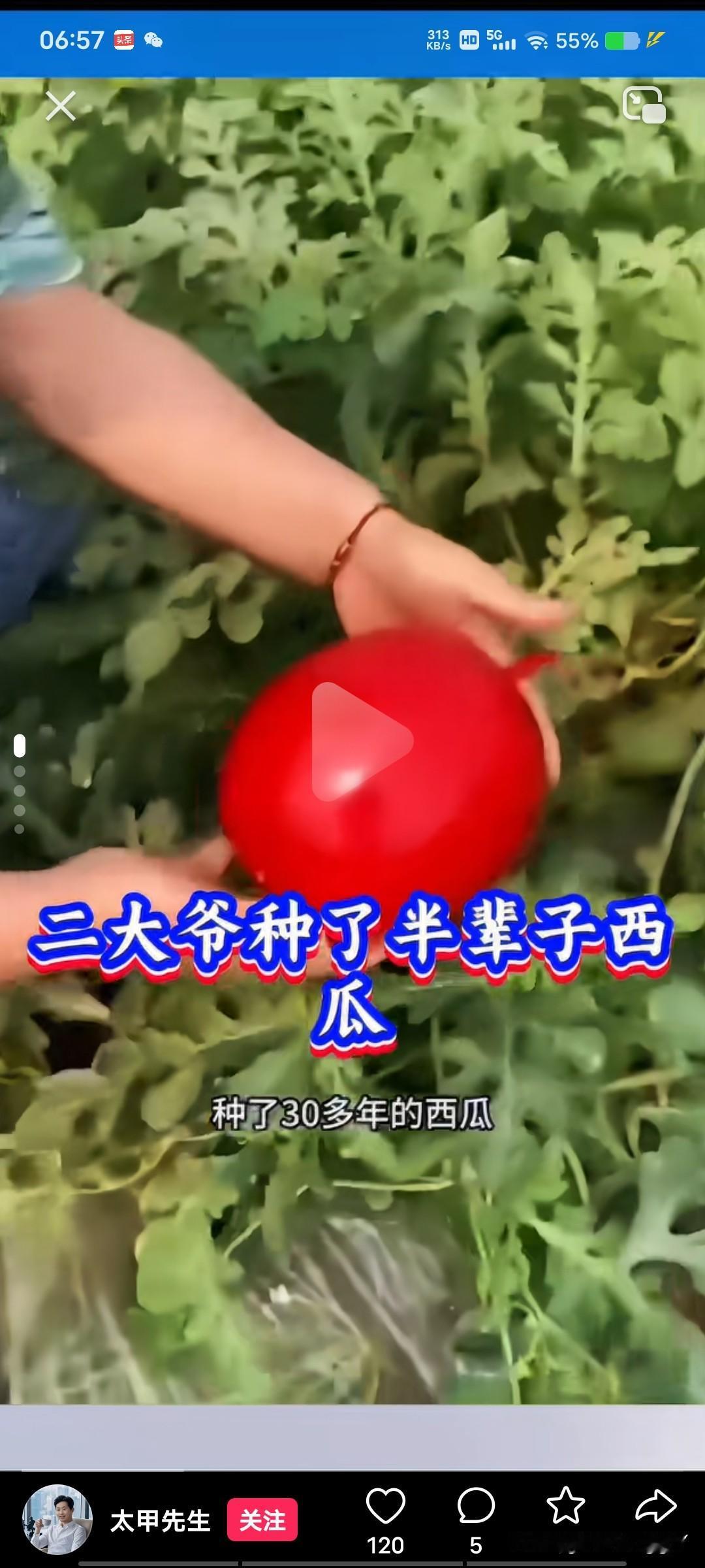 这啥情况啊？西瓜地里长了一个红瓜，还真是个新鲜事。
要么你们看看这二大爷种了半辈