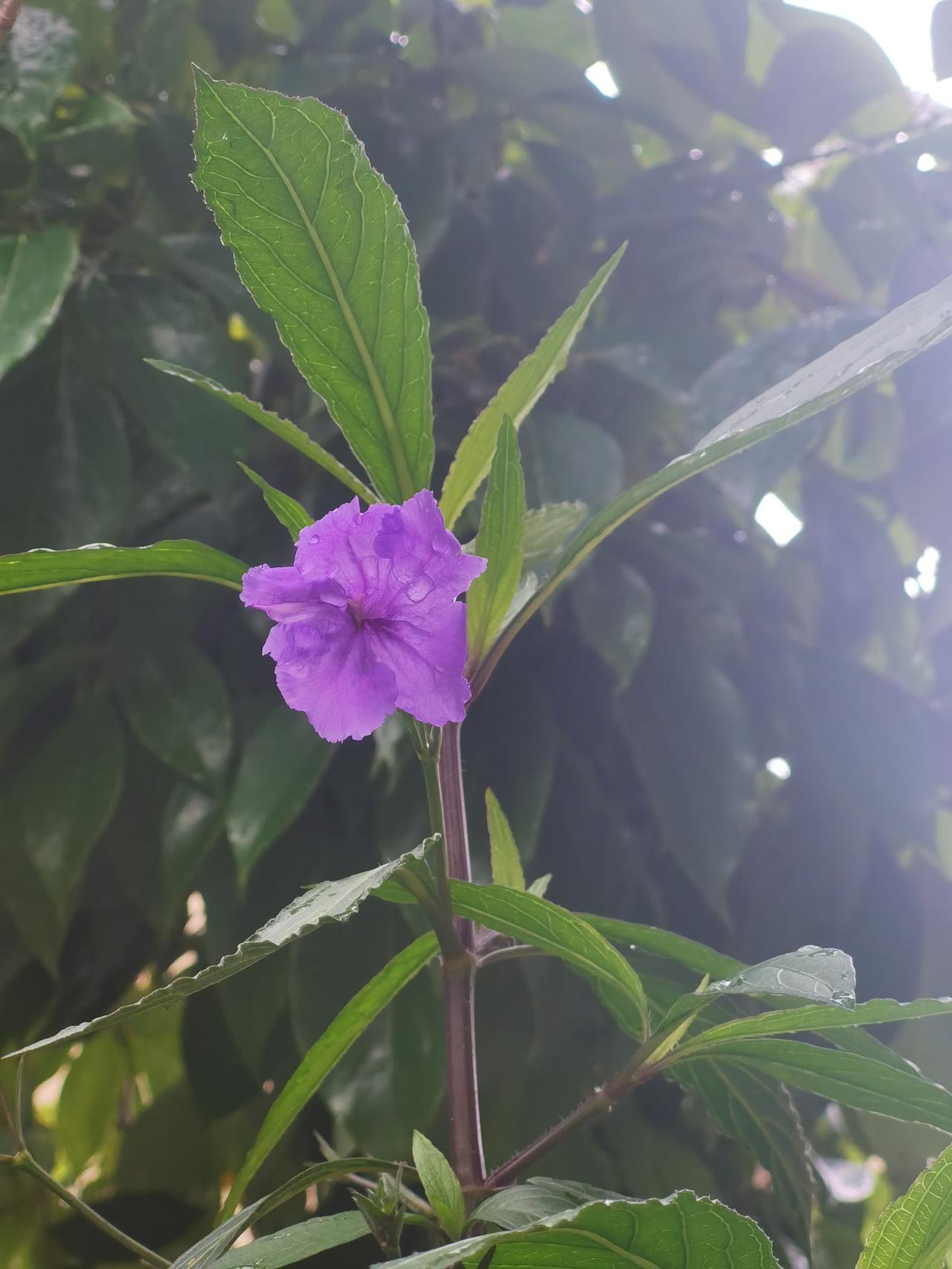 小区里的蓝花草就开了一朵。蓝花草 摇曳多姿的蓝花草