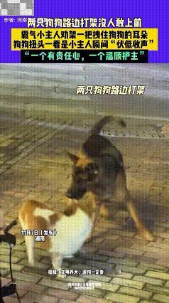 小主人的“威慑力”
湖南，两只狗狗路边打架，众人围观，没人敢上前，随即小主人霸气