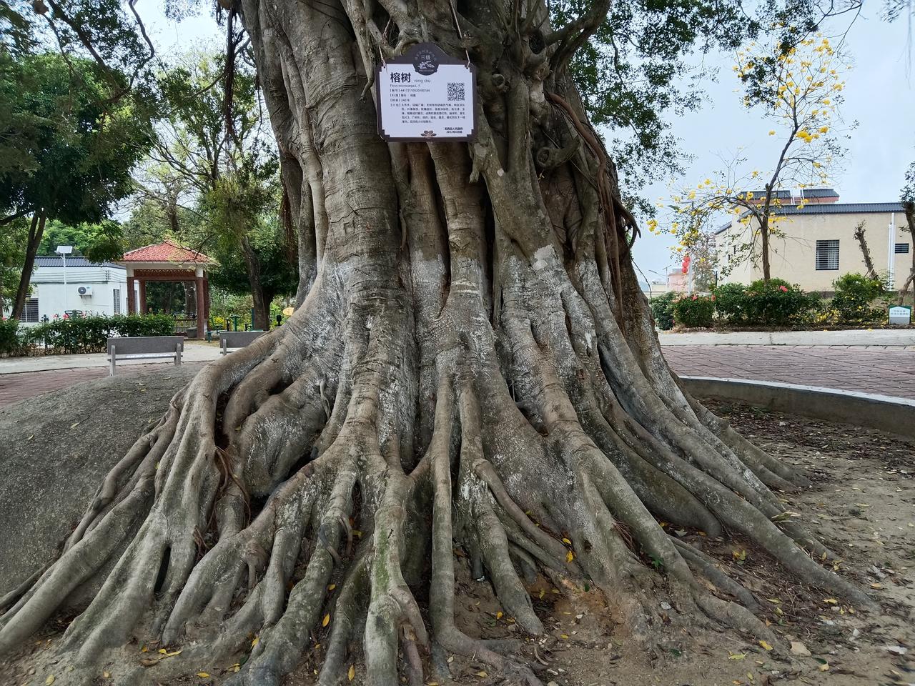 渡头古榕：二百四十年的山海守望
 
在阳西县沙扒镇渡头村的广场中央，矗立着一棵2