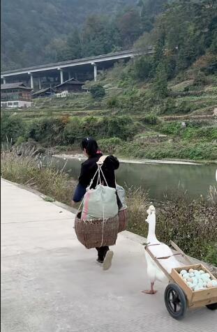 再不生娃，不光是大鹅做苦力，信鸽可能也要送快递。
去年，我国的人口已经负增长了。