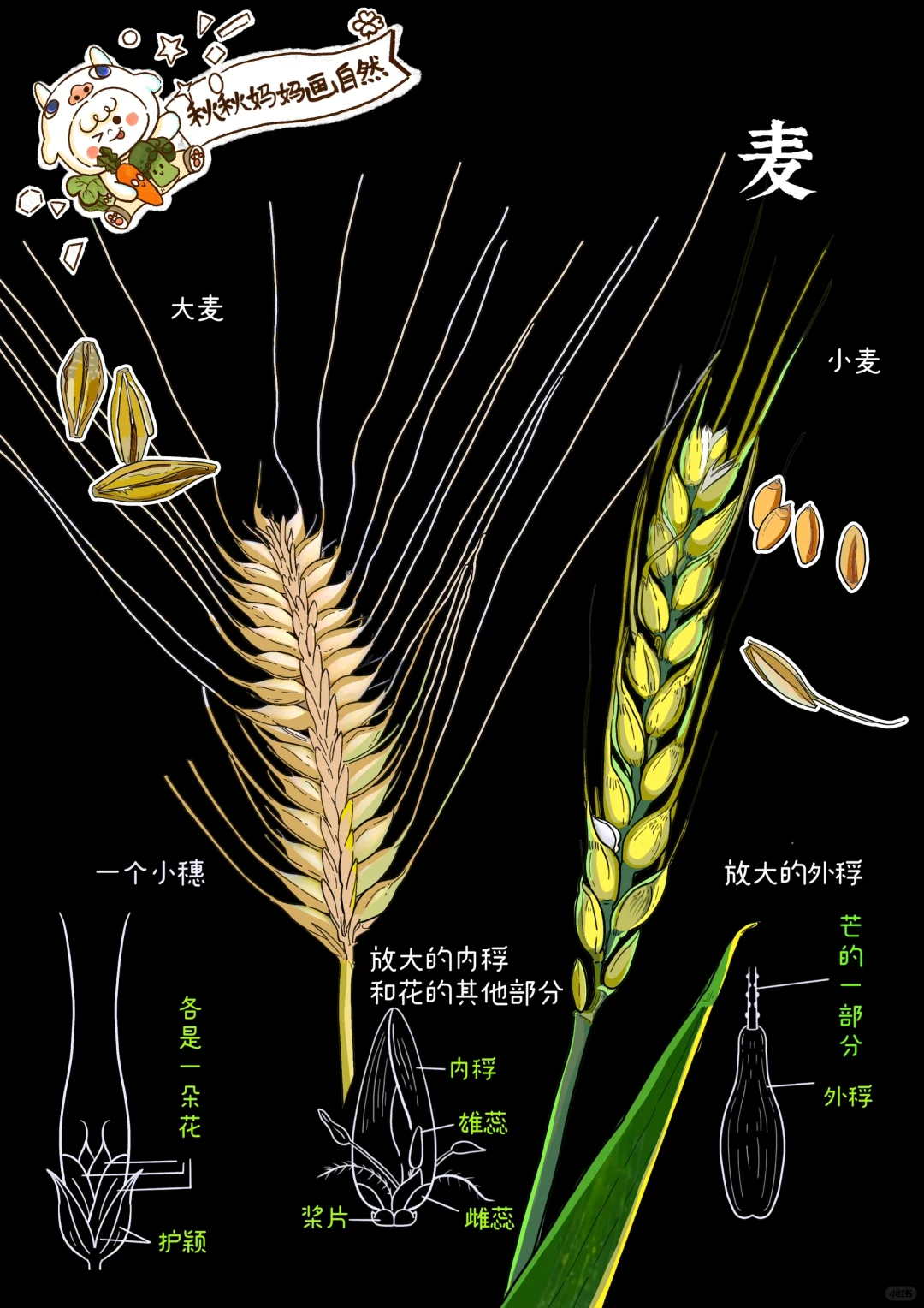 麦，面粉｜画给孩子的植物科普