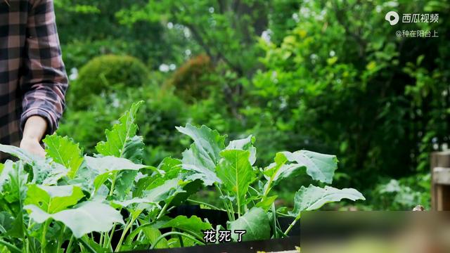 家人们谁懂啊！刚养的茉莉突然黄叶掉苞，翻遍养花圈全在说“浇水没弄对”！最近好多花