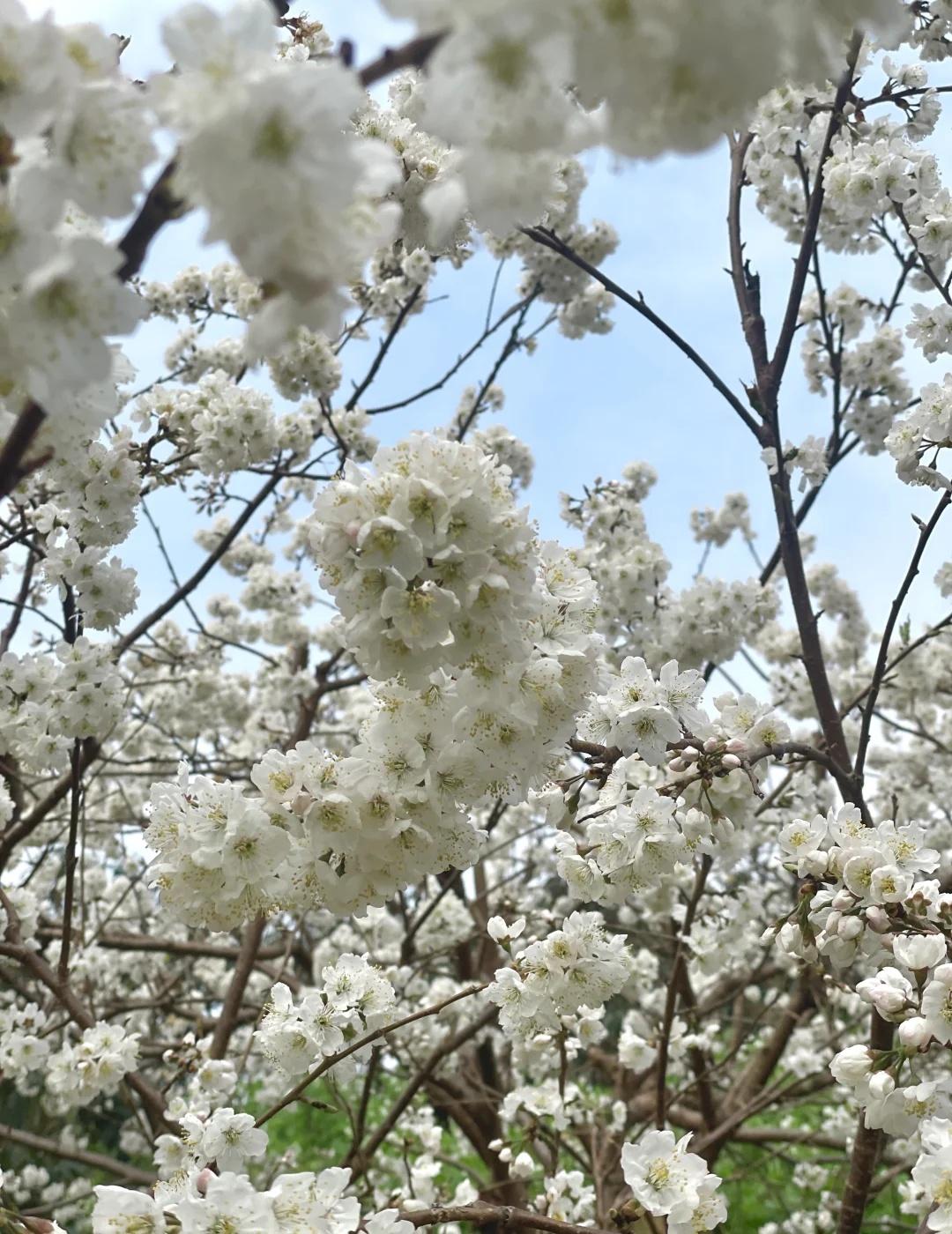 成都南门最近的赏樱地点—鹅项岭❗️人少好拍
最近白樱花开爆了，住在南门想要去看樱