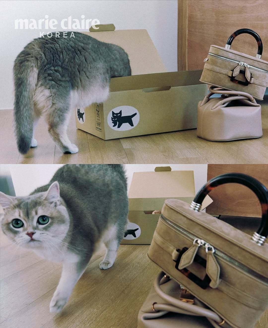 时尚猫片上线！今天的画报主人公是猫猫布丁 🐈‍⬛ ​​​