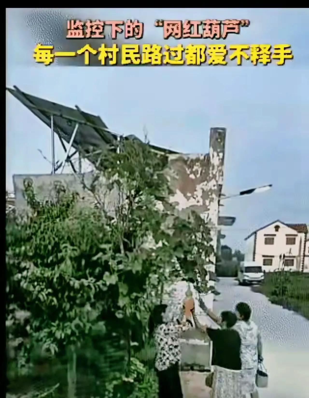 近日河南，一户村民在院墙边上种了一株葫芦，其中一个外形周正匀称的小葫芦意外走红，