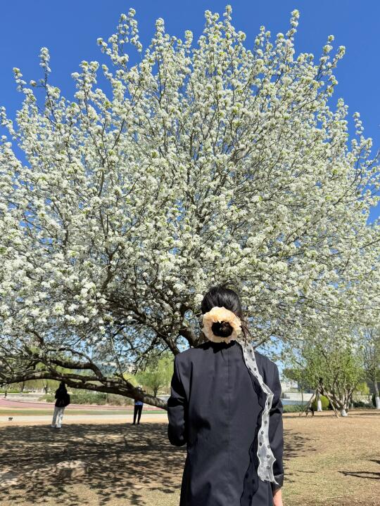 天津！天津的！神树🌲已开….