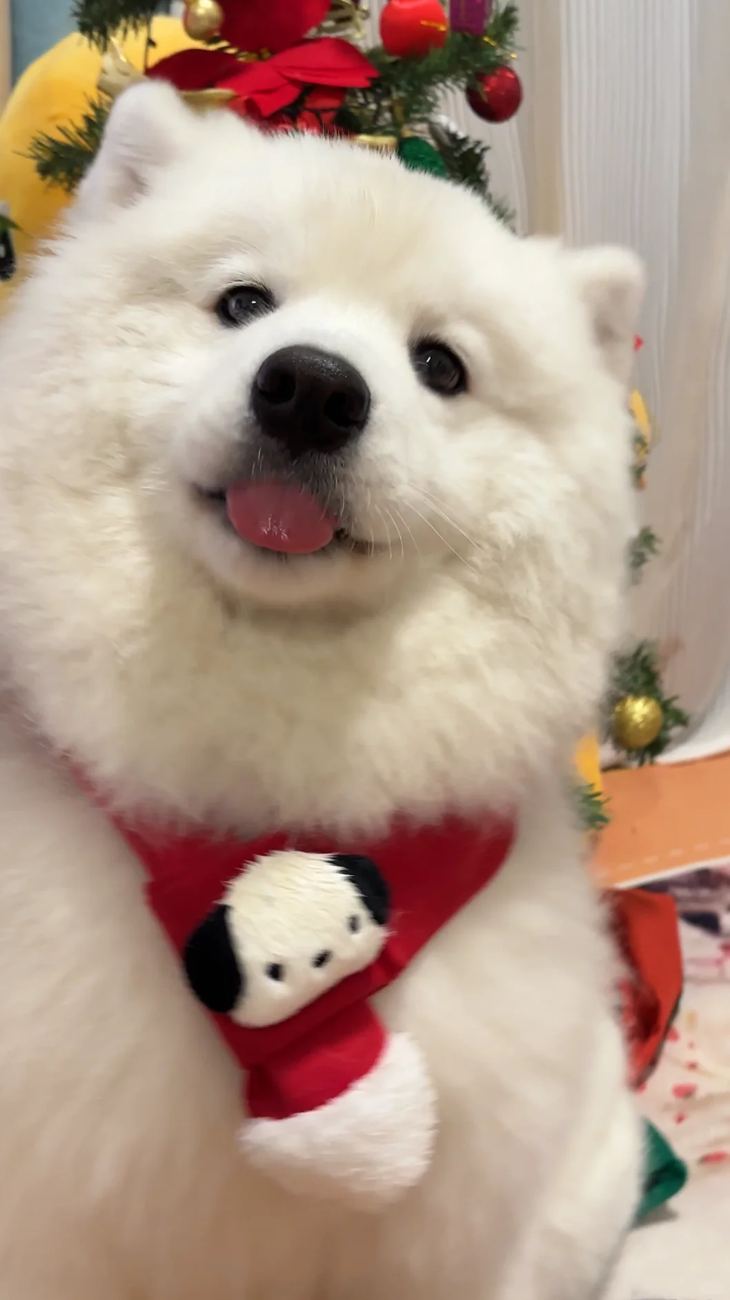 紫啧～圣诞小狗来咯！