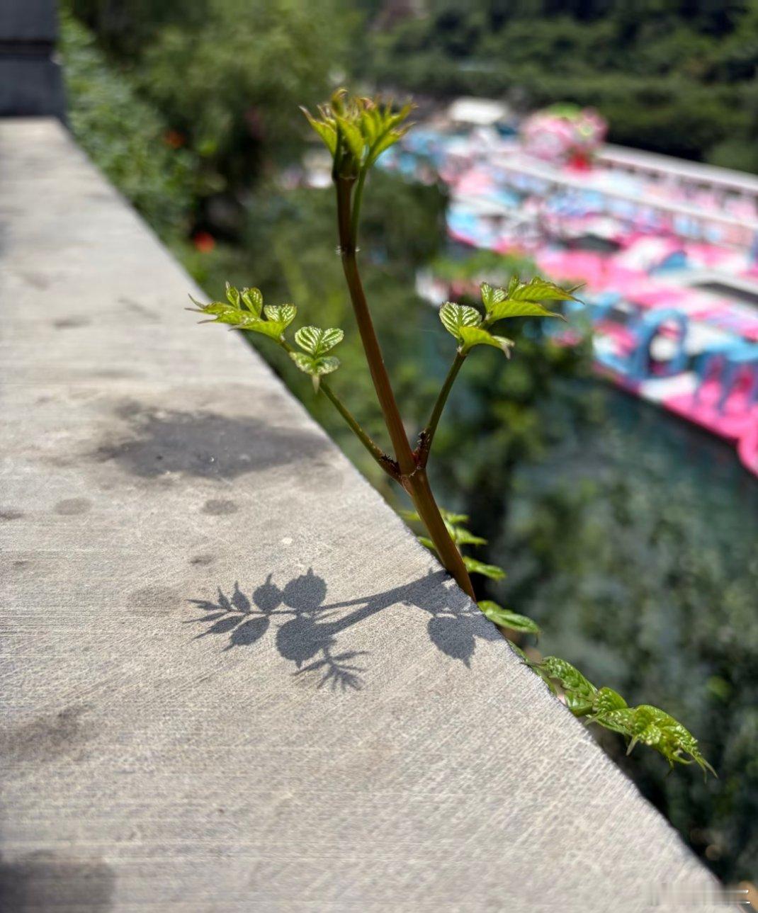或许蚂蚁在摆pose起初看见只觉得这个影子可真好看植物也很有生命力今天定睛一看蚂