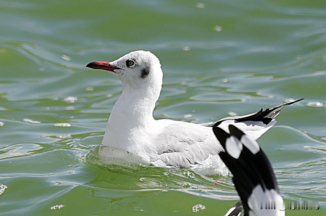 终于拍到了棕头鸥！
它与红嘴鸥长得实在太像了！
这些年每到冬季，数万只来越冬的红
