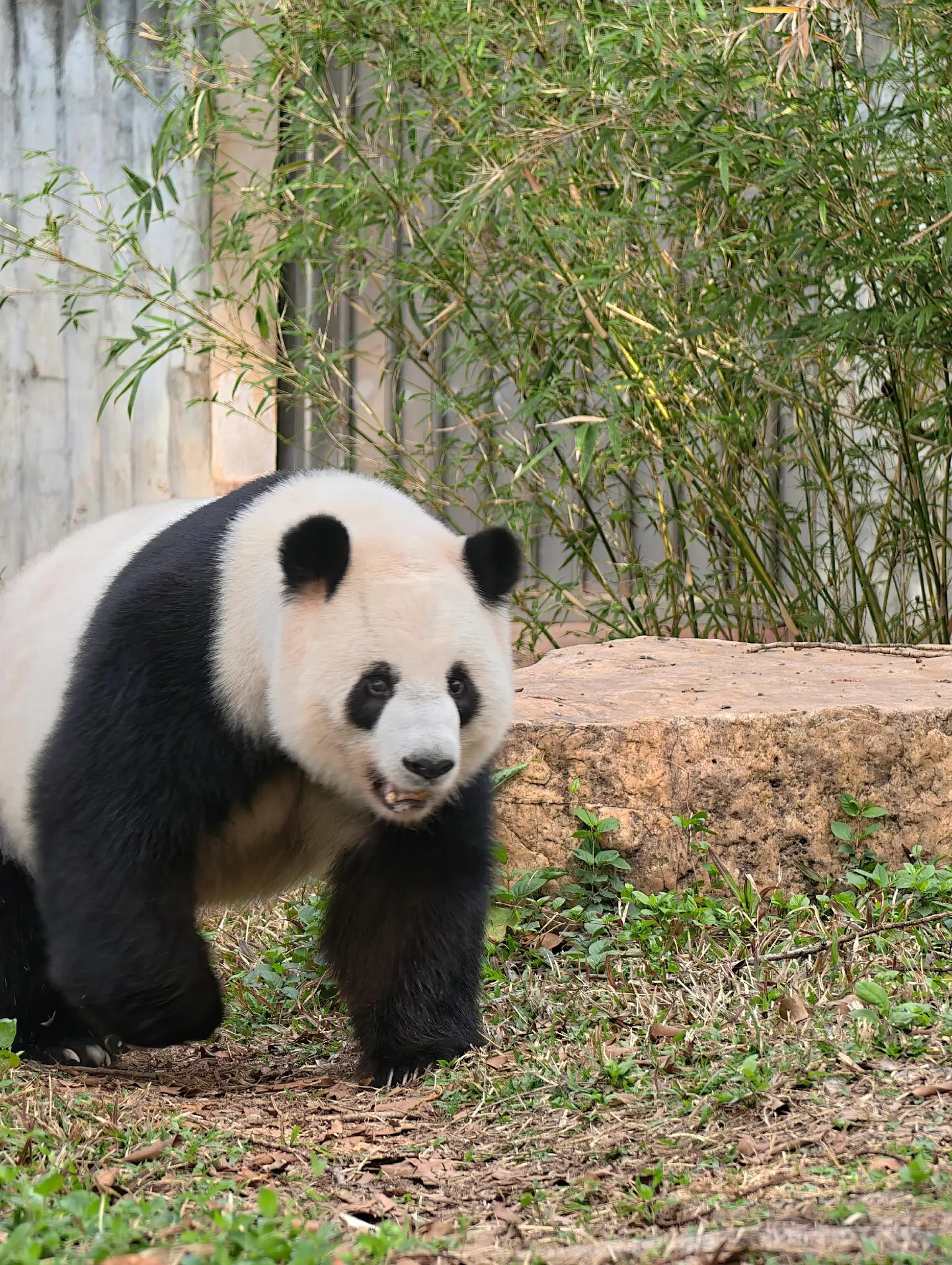 雅一：抱歉，可爱到模糊。